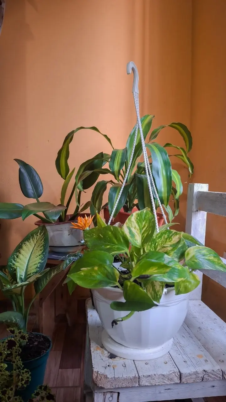 Planta en el rincón de la casa con maceta y accesorios